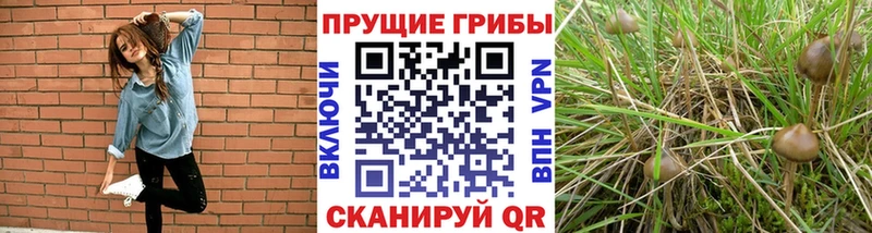 Псилоцибиновые грибы Cubensis  дарк нет Telegram  Фёдоровский 